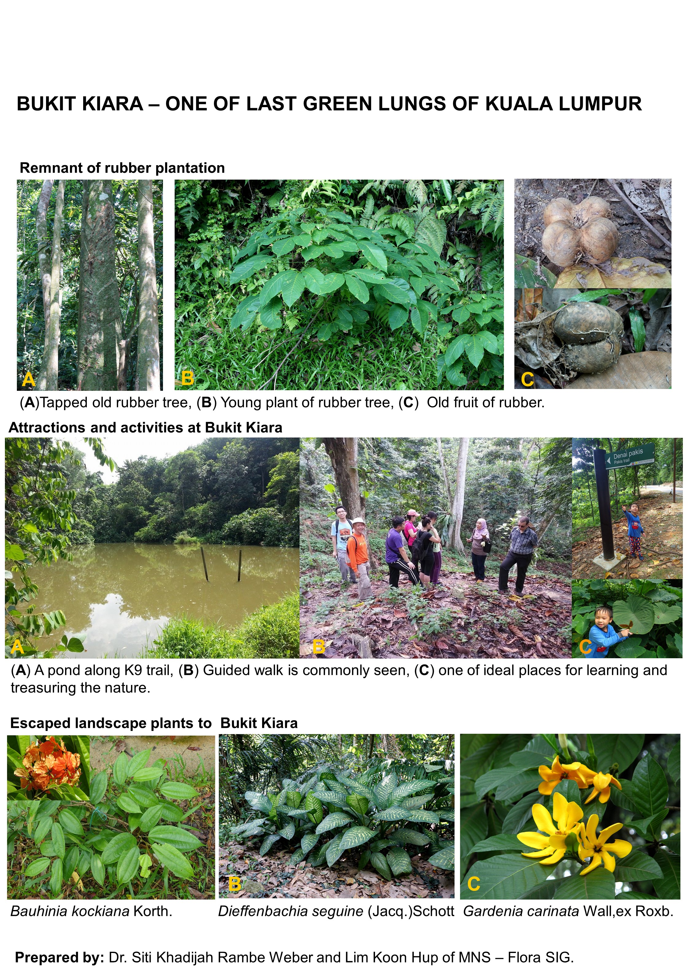 Earthday Bukit Kiara-GREEN LUNG