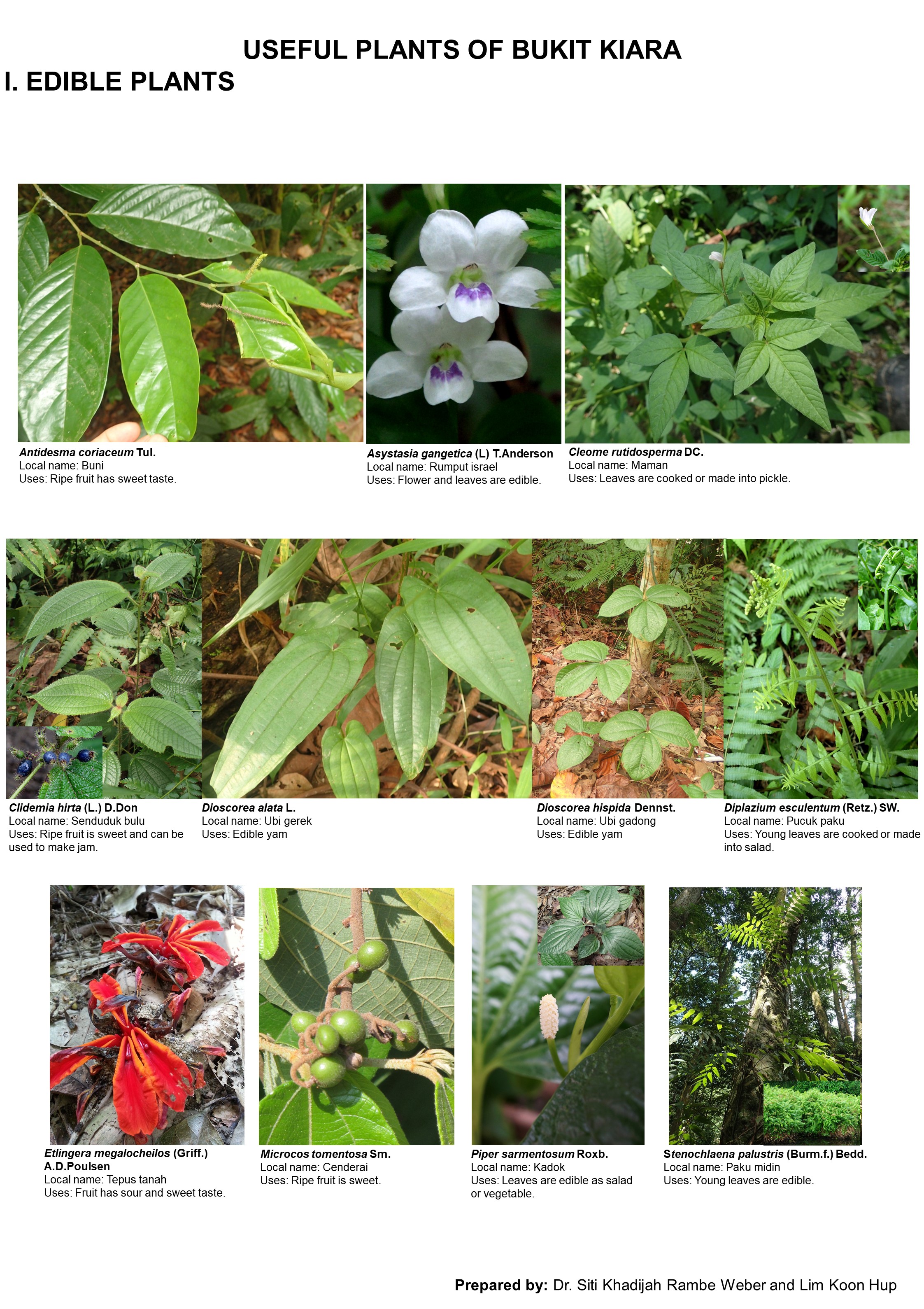Edible-Useful plants of Bukit Kiara