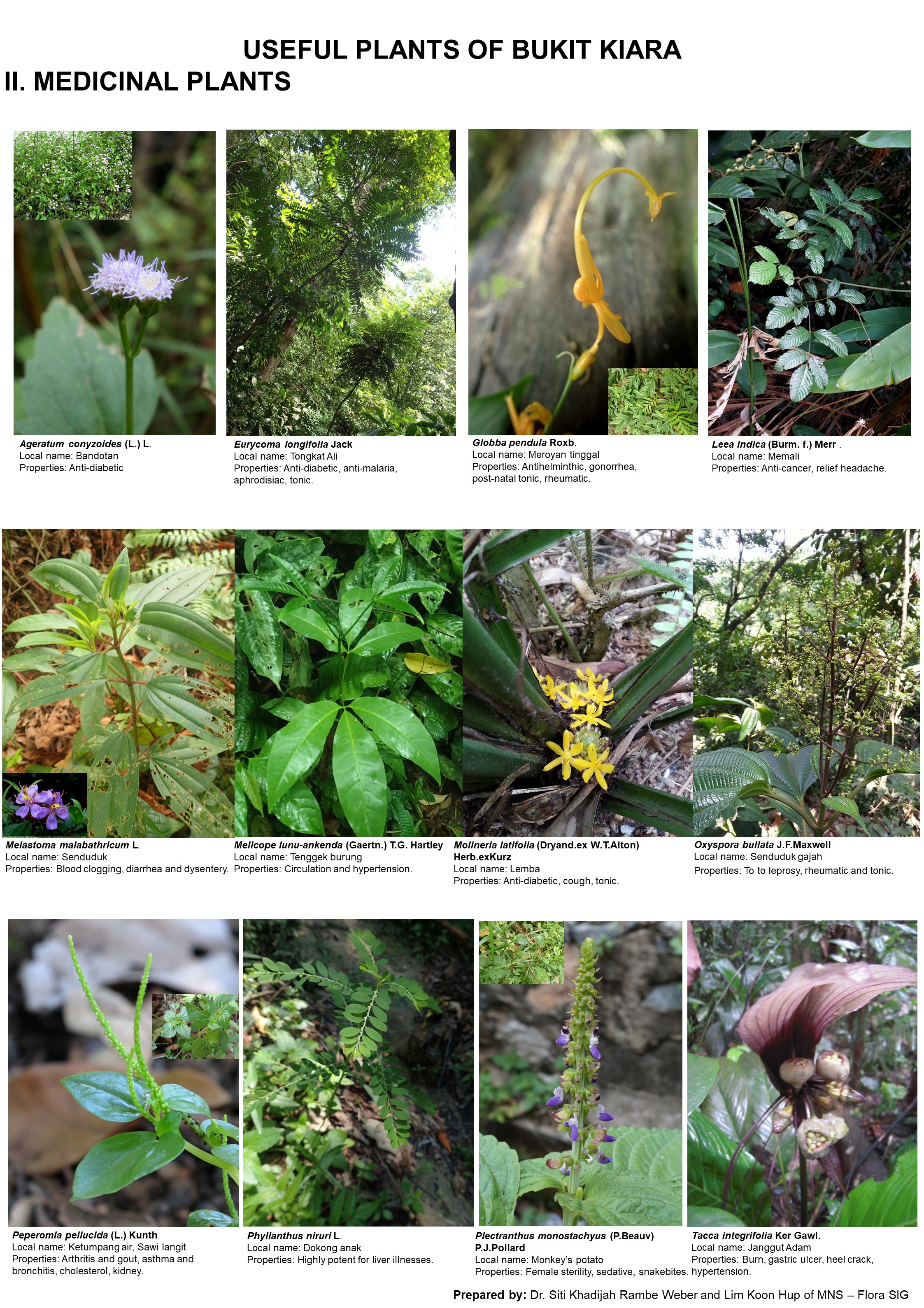 Medicinal plants of BK